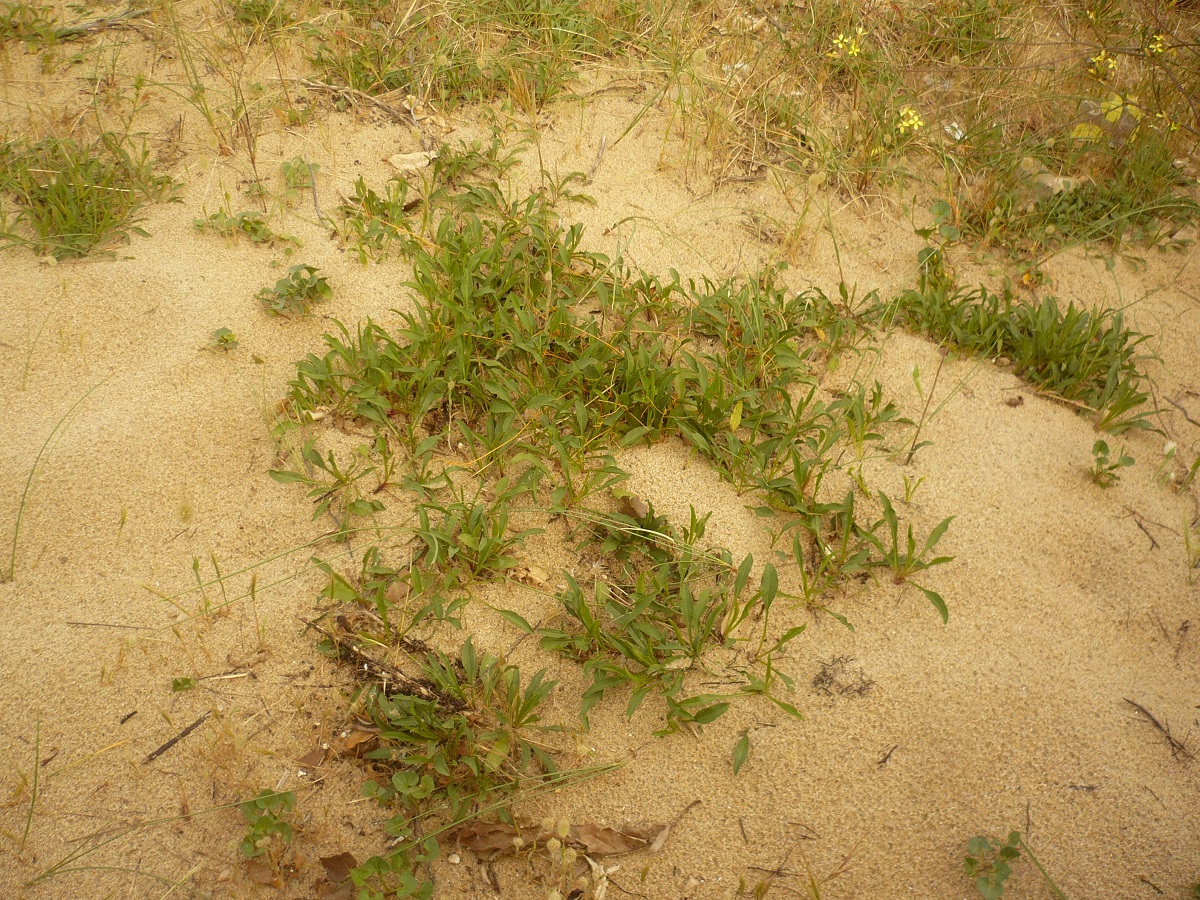 Solidago virgaurea subsp. macrorrhiza (Asteraceae)